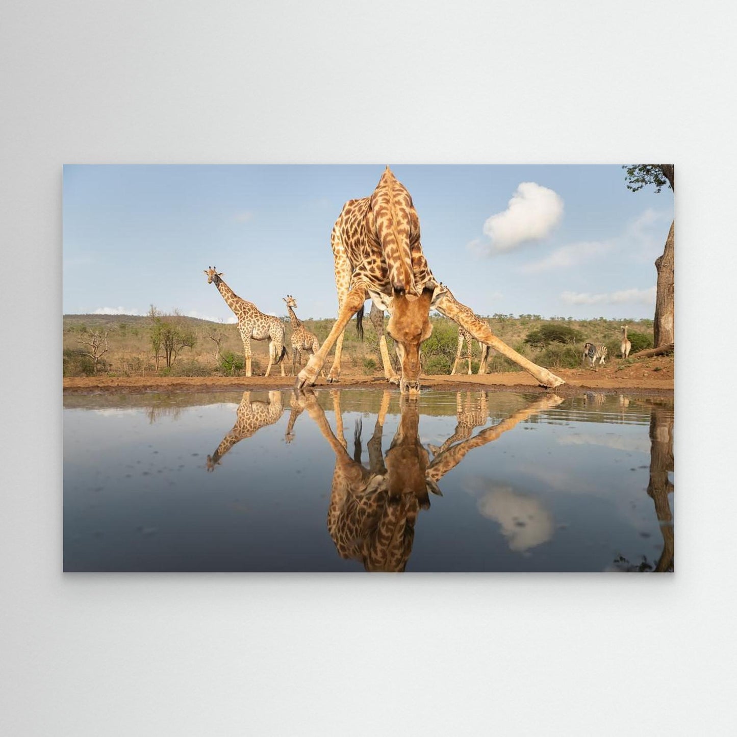 Giraffe drinking by Joan Gil Raga