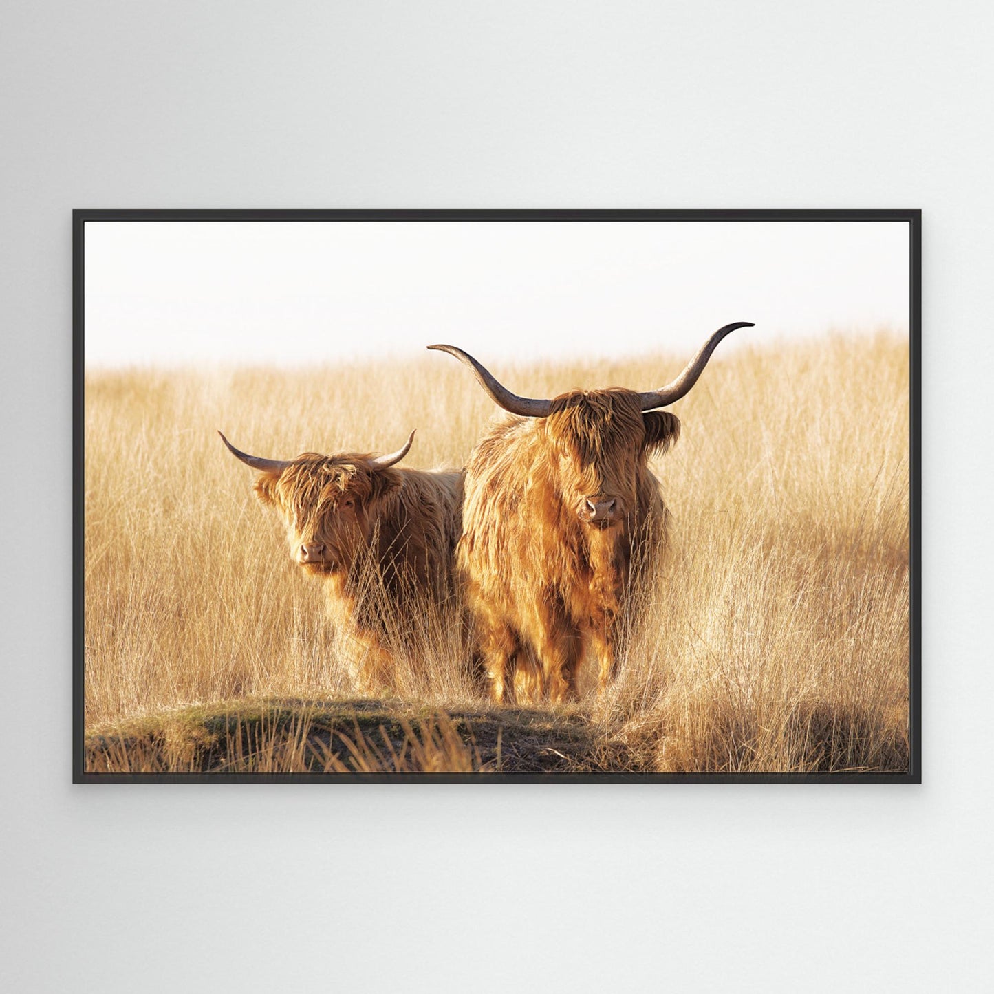 Young and old Highlander by Jaap Van Den Helm