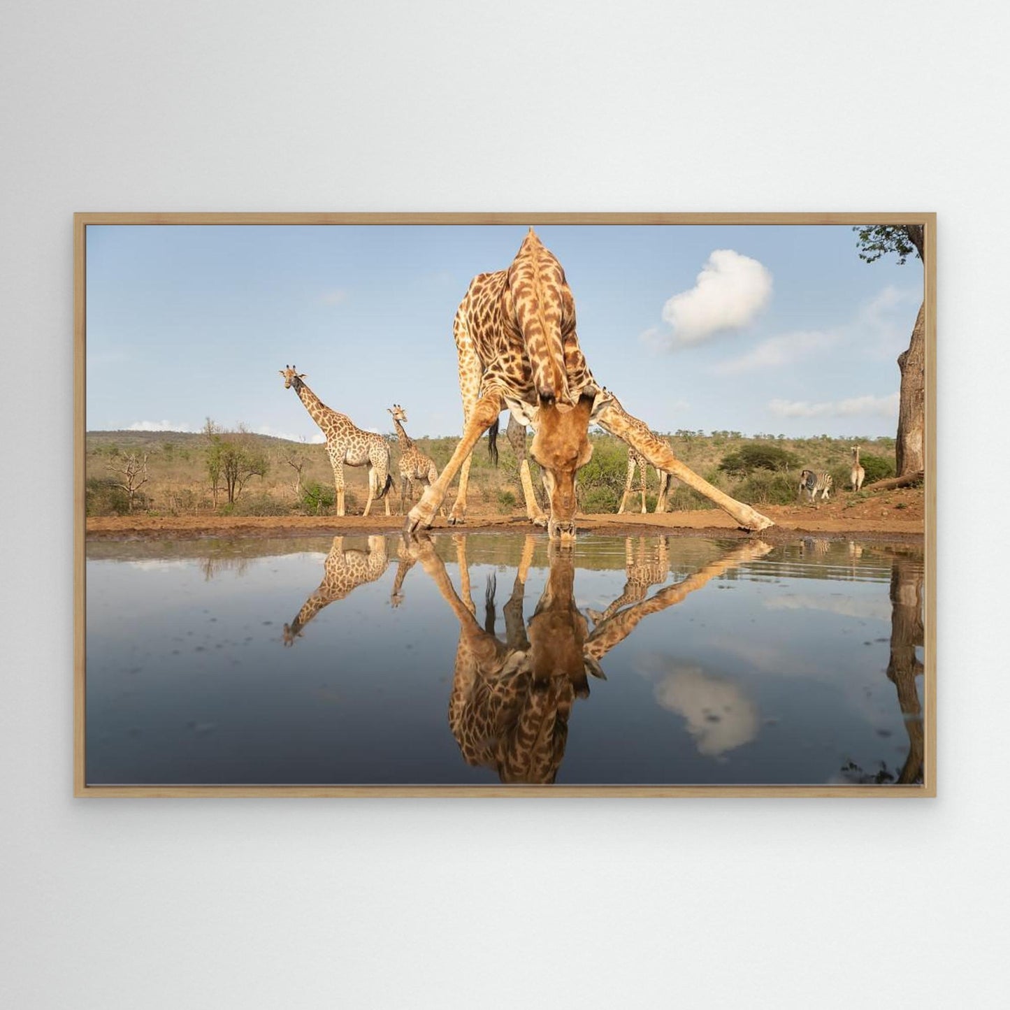 Giraffe drinking by Joan Gil Raga