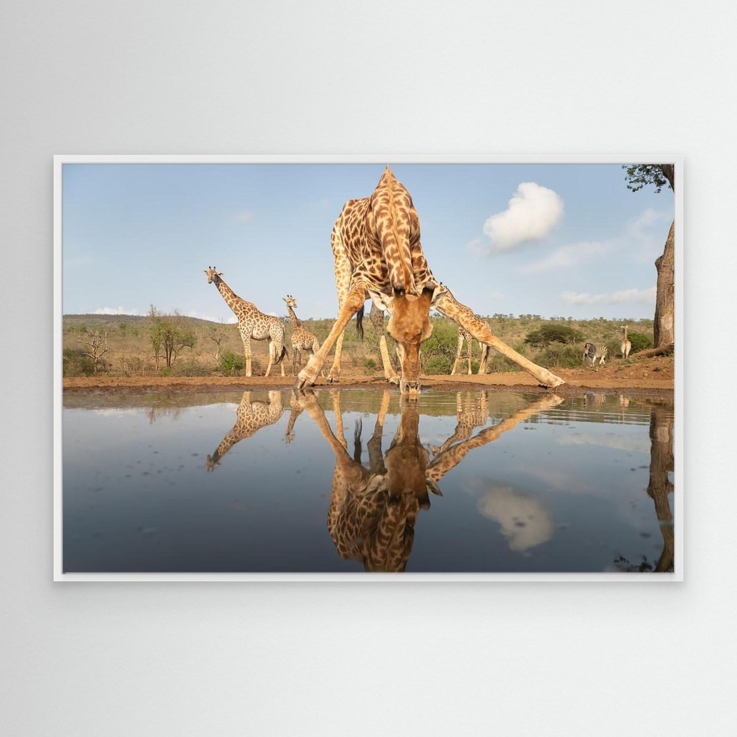 Giraffe drinking by Joan Gil Raga