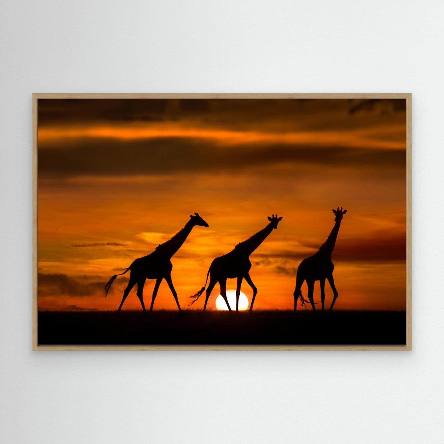 Giraffes at dawn by Xavier Ortega