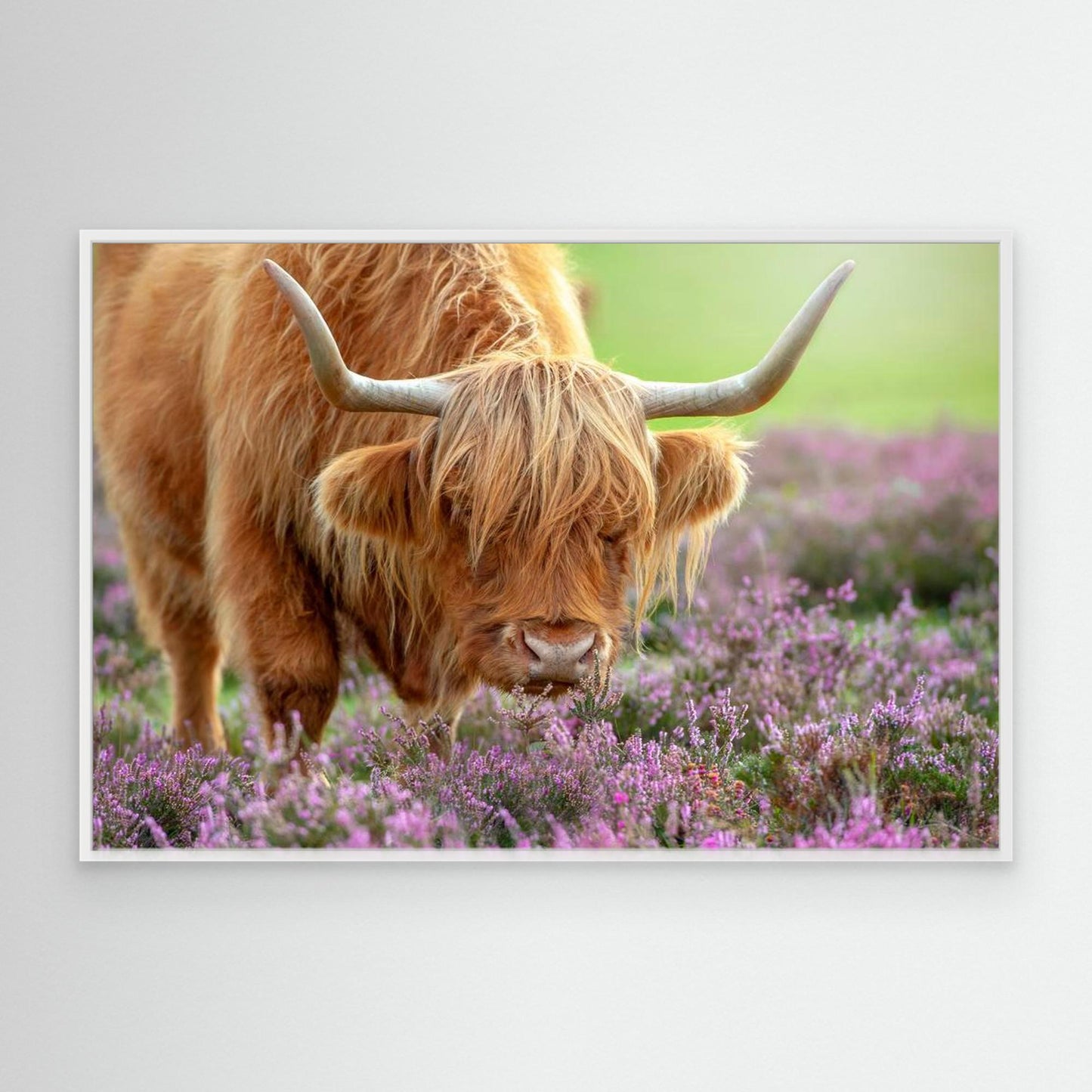 Highland in Heather by Jacky Parker