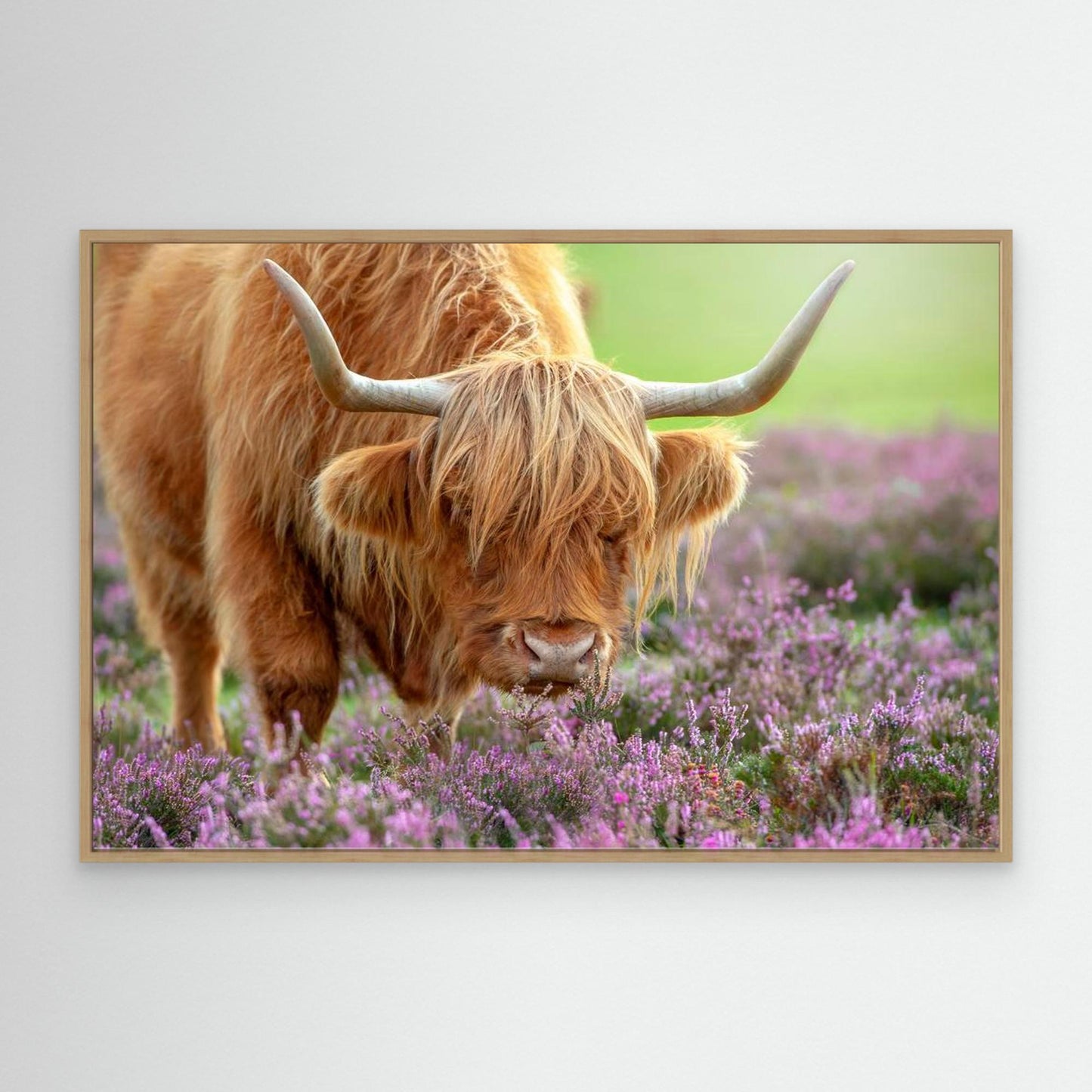 Highland in Heather by Jacky Parker