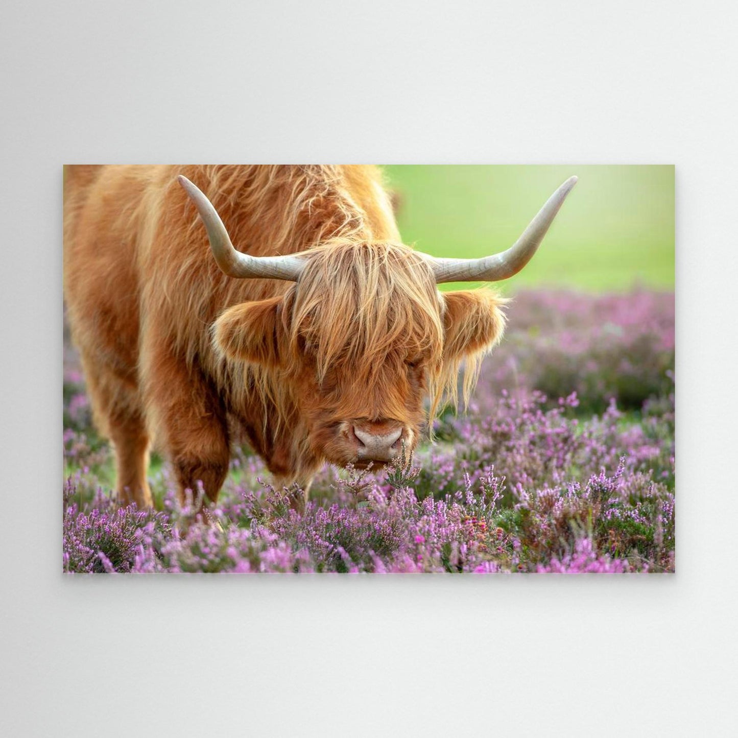 Highland in Heather by Jacky Parker