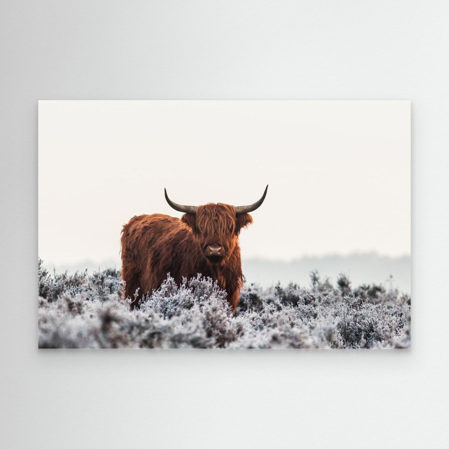 Highlander by Jaap Van Den Helm