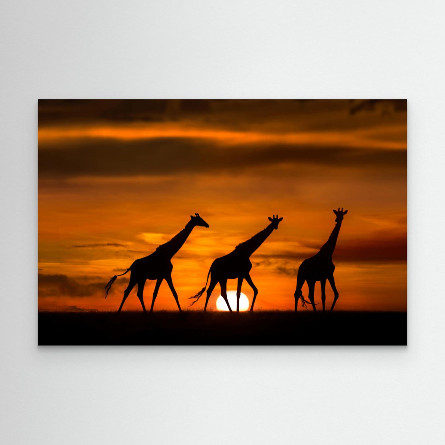 Giraffes at dawn by Xavier Ortega