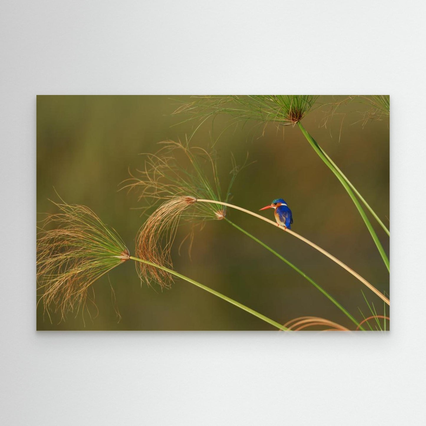 Vibrant Perch: Malachite Kingfisher Among the Reeds by Etienne Steenkamp