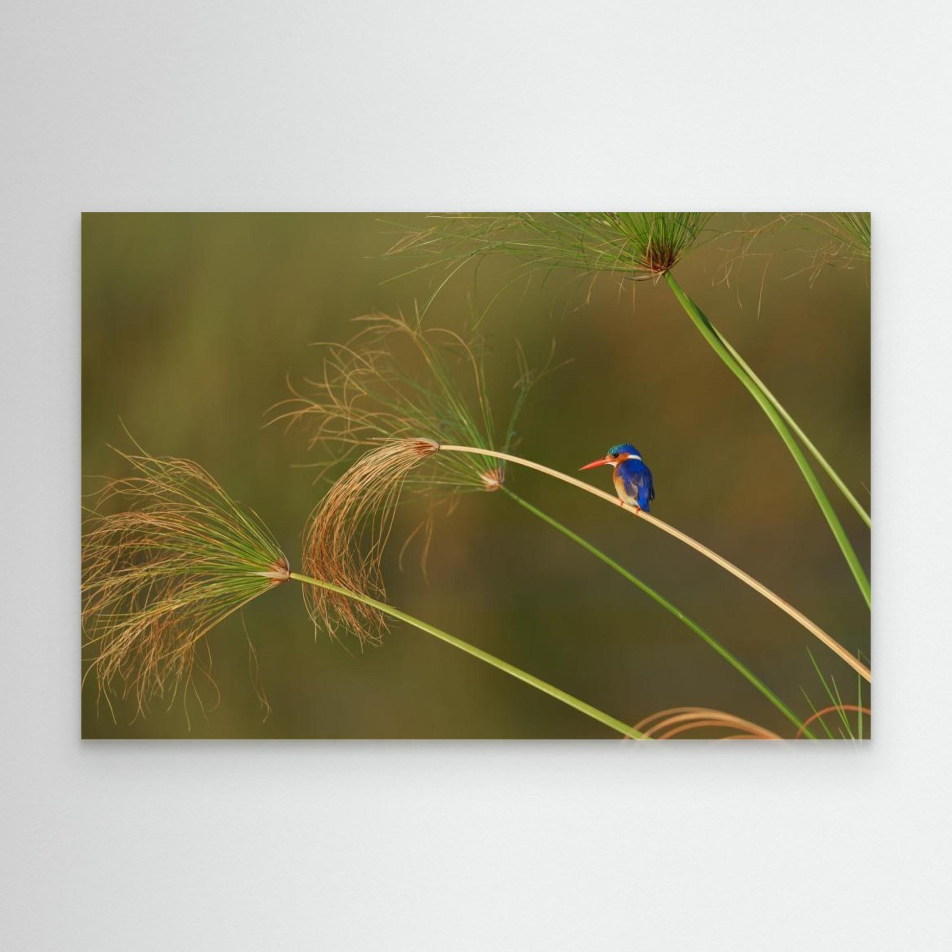 Vibrant Perch: Malachite Kingfisher Among the Reeds by Etienne Steenkamp