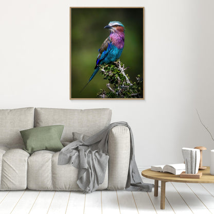 Colorful Rollin' by Amro