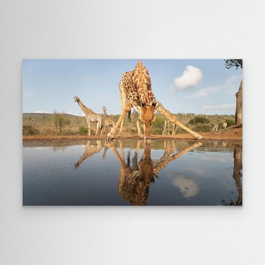 Giraffe drinking by Joan Gil Raga