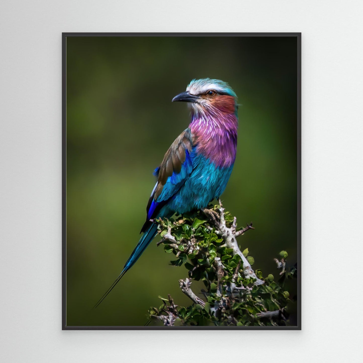 Colorful Rollin' by Amro