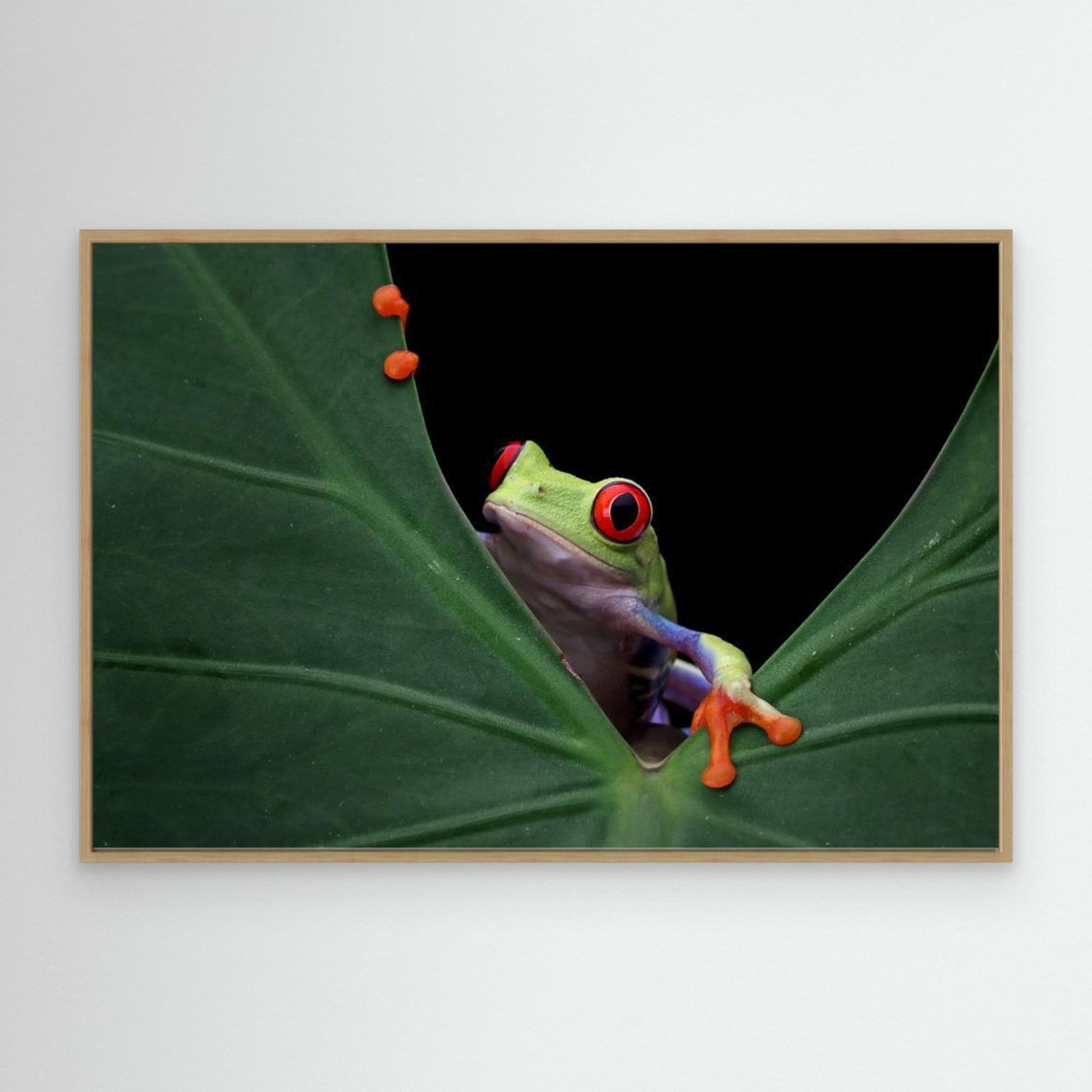 Peek a boo by Kurit Afsheen