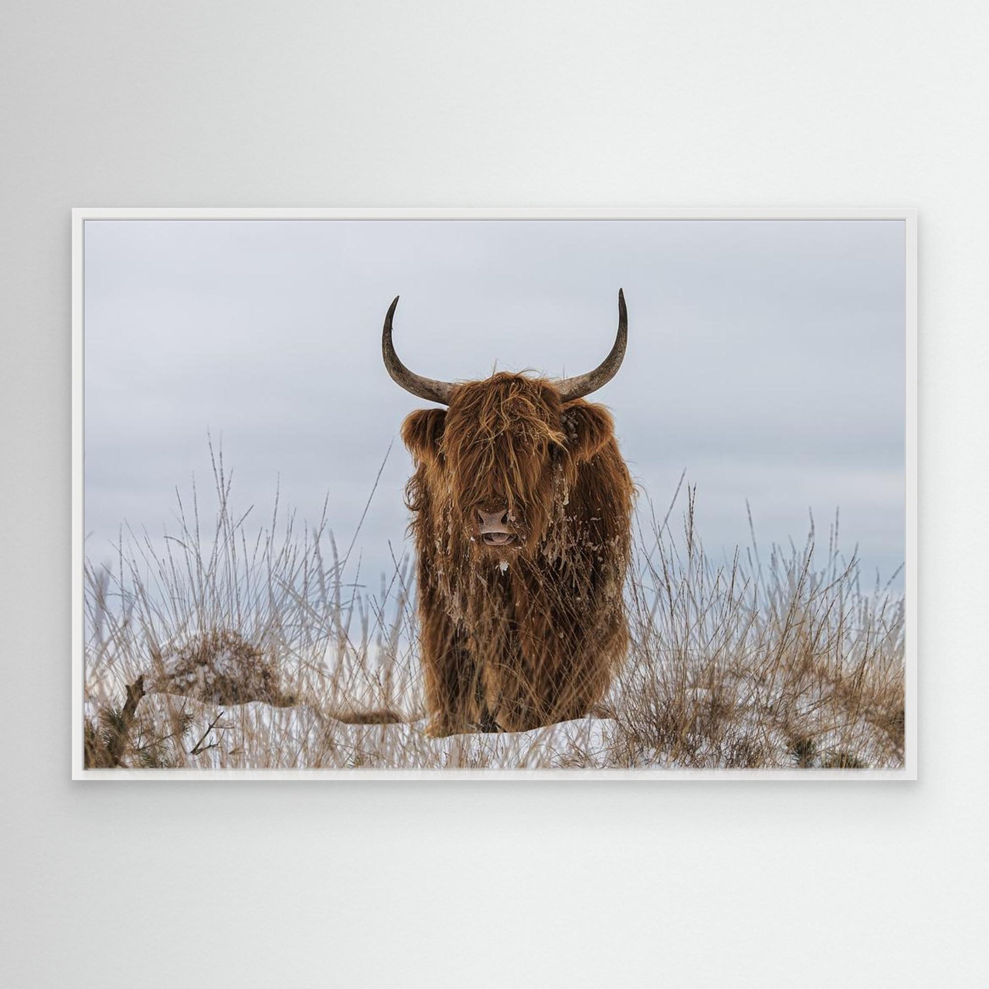 Highlander in Snow by Jaap Van Den Helm