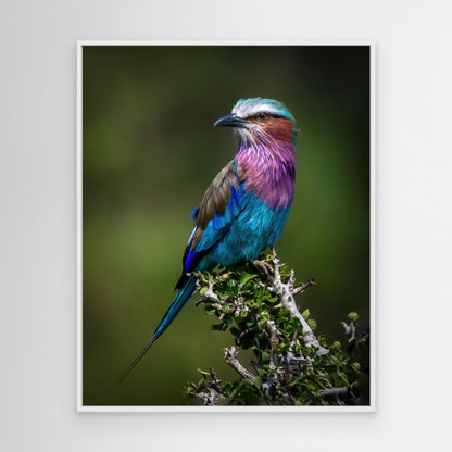 Colorful Rollin' by Amro