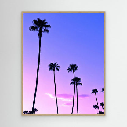 Palm Tree Sunset by Tom Windeknecht