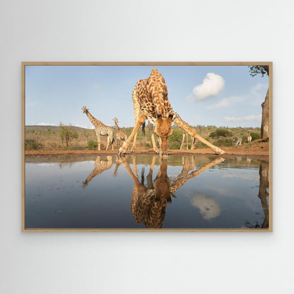 Giraffe drinking by Joan Gil Raga