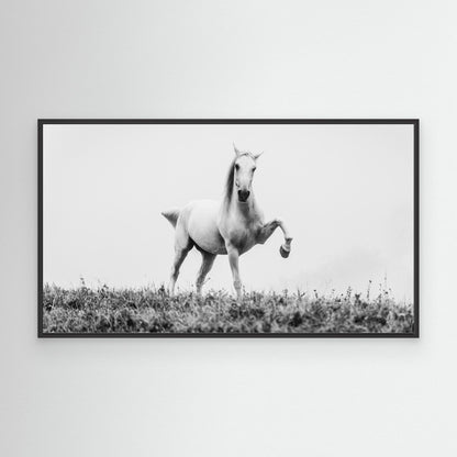 a short story about white beauty by Cembrzynski Ignacy