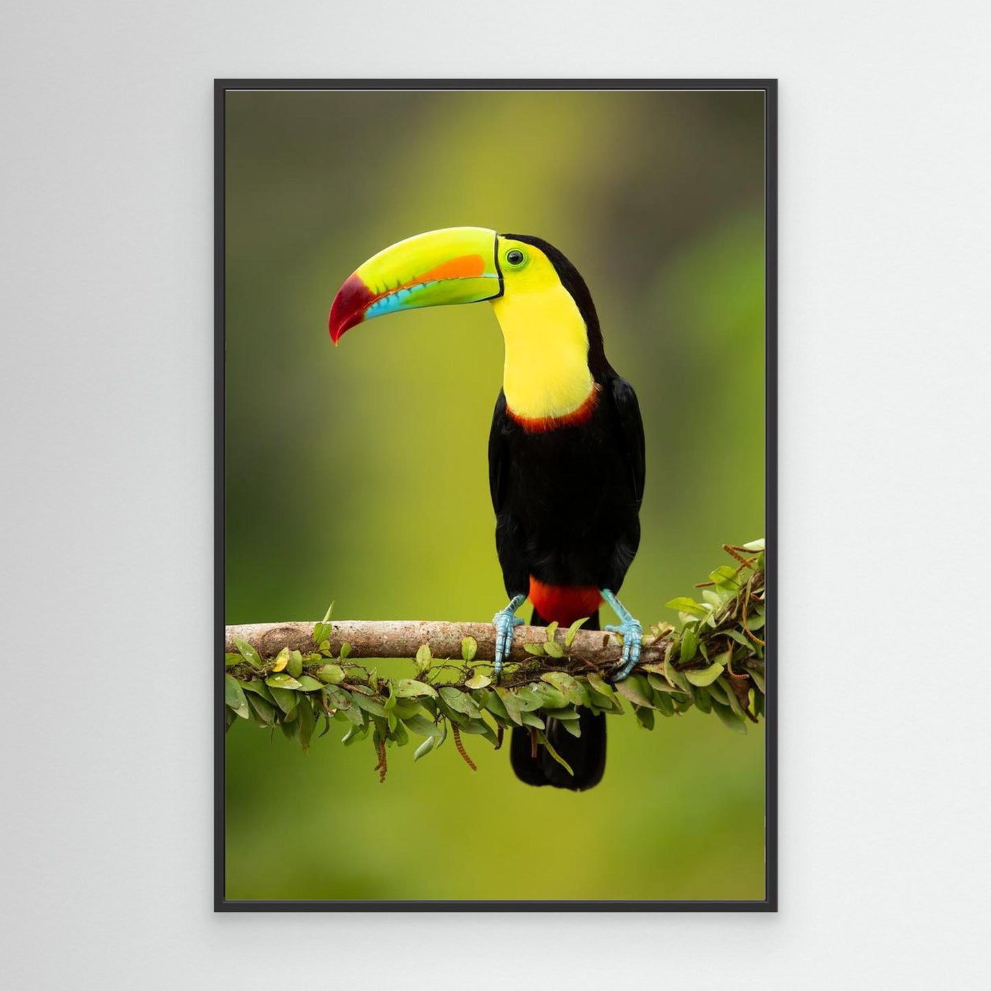 Keel-billed toucan by Milan Zygmunt