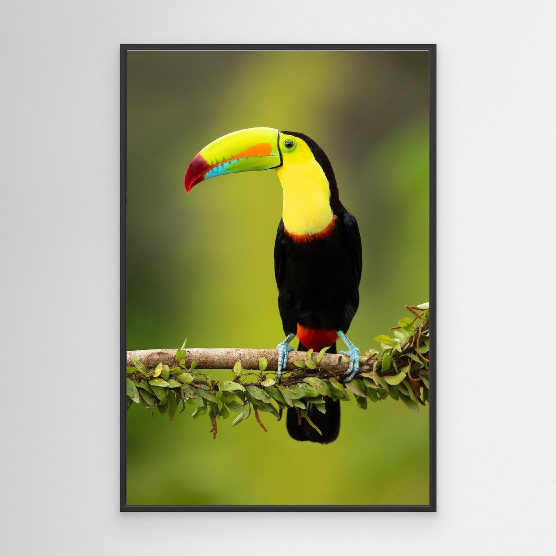 Keel-billed toucan by Milan Zygmunt