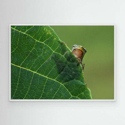 Peek A Boo! by Savas Sener