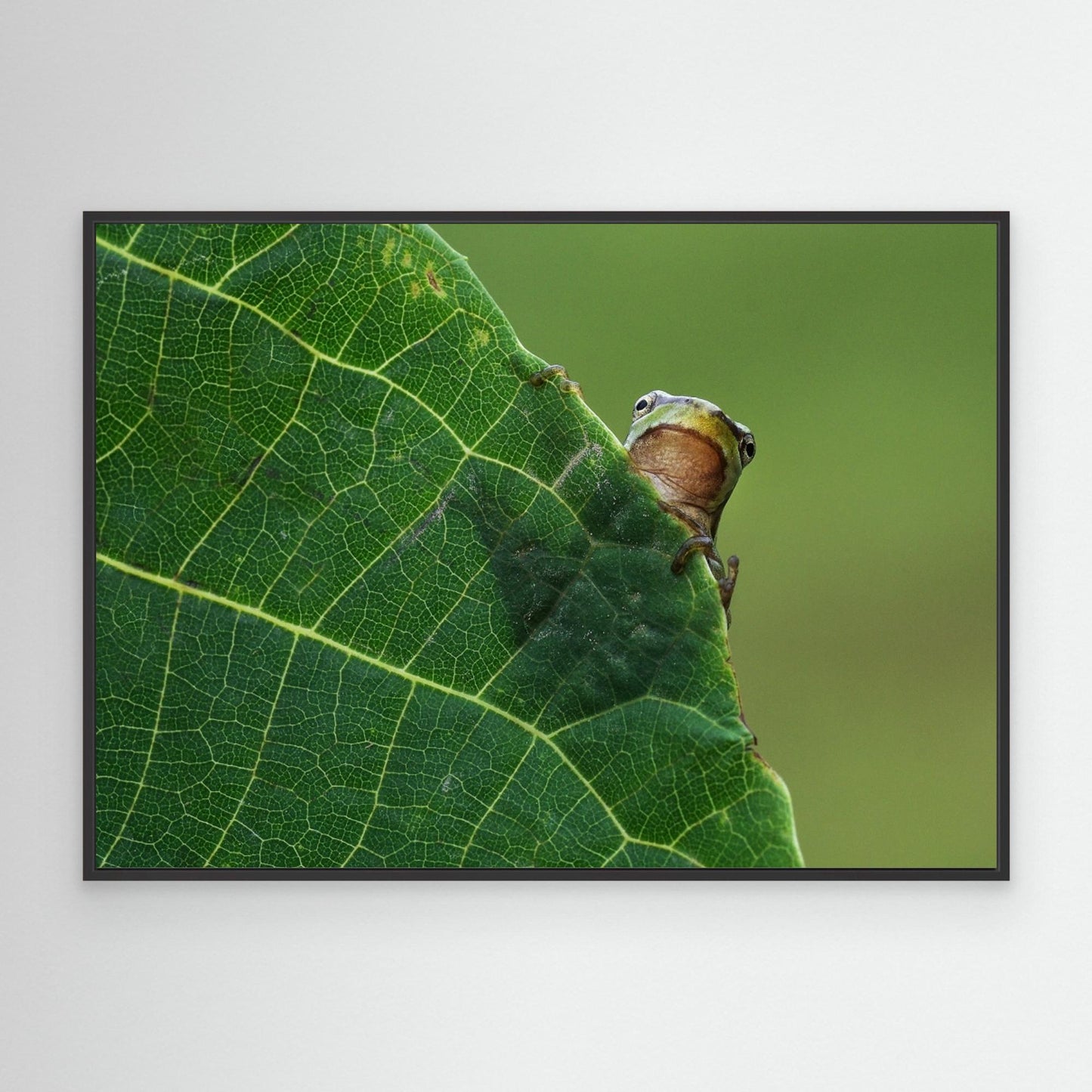 Peek A Boo! by Savas Sener