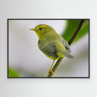 Emerald Perch by Robert Zhang