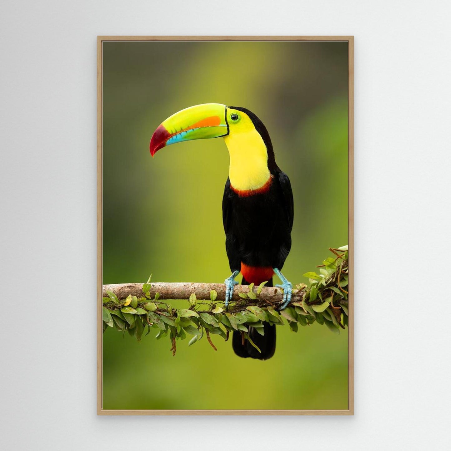 Keel-billed toucan by Milan Zygmunt