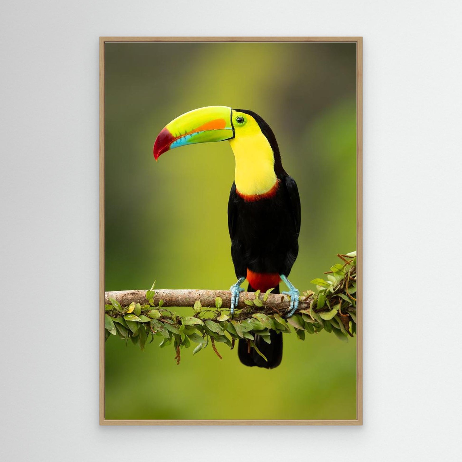 Keel-billed toucan by Milan Zygmunt