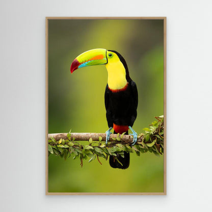 Keel-billed toucan by Milan Zygmunt