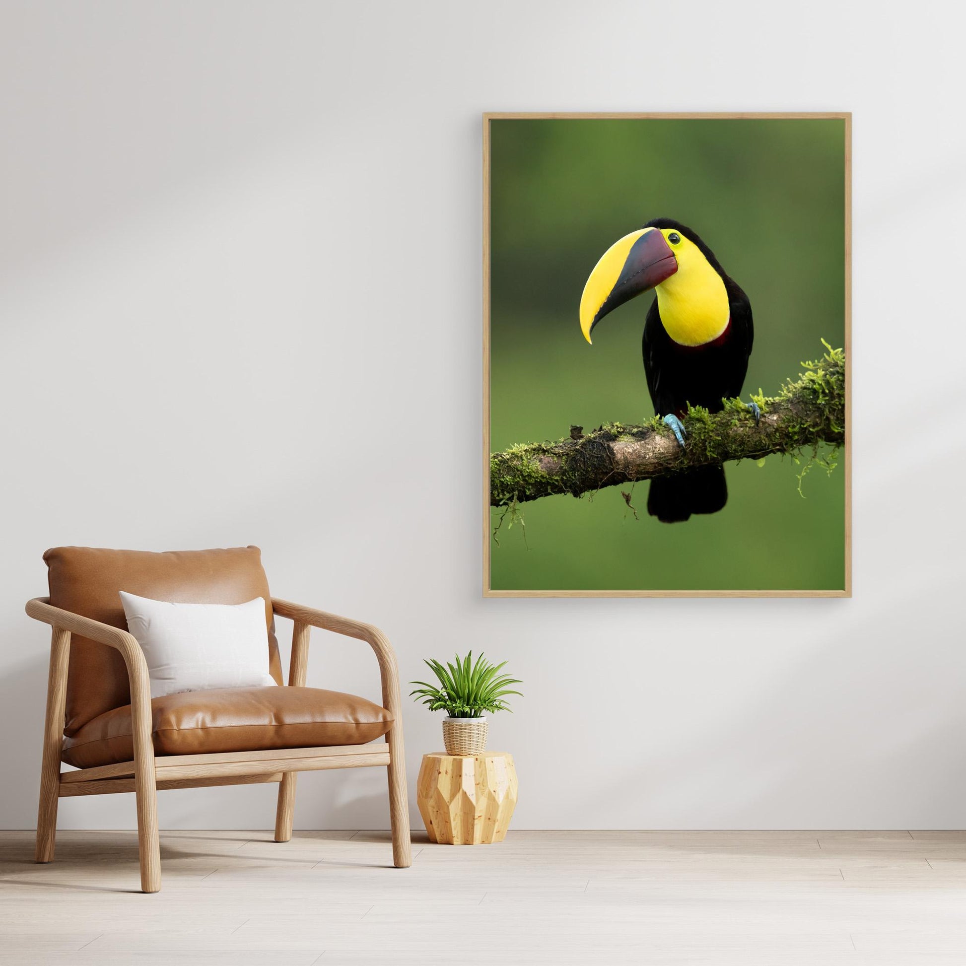Yellow-throated toucan by Milan Zygmunt