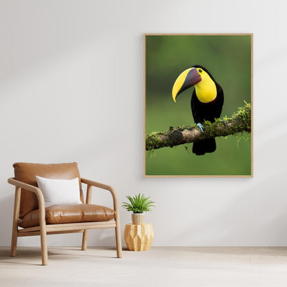 Yellow-throated toucan by Milan Zygmunt