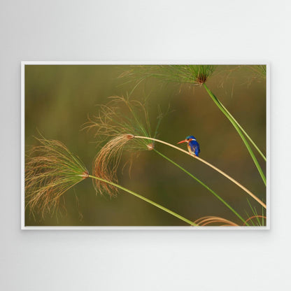 Vibrant Perch: Malachite Kingfisher Among the Reeds by Etienne Steenkamp