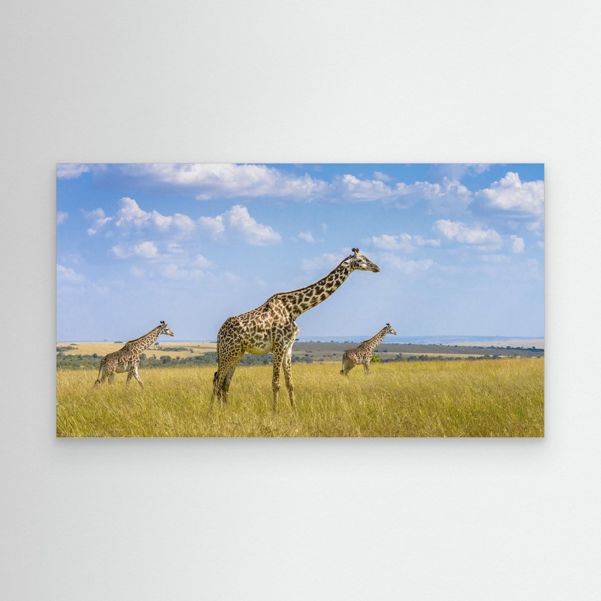 Trio Giraffes by Husain Alfraid