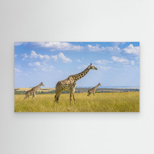 Trio Giraffes by Husain Alfraid