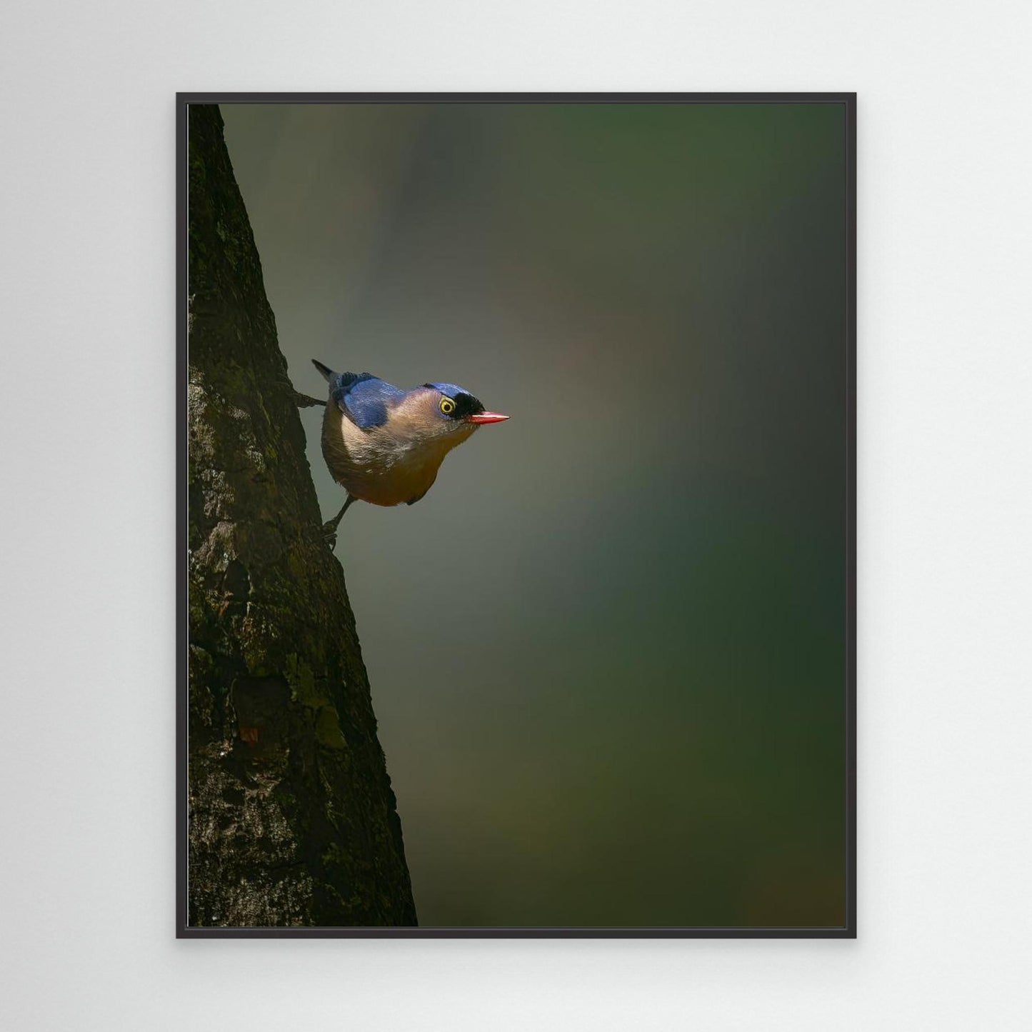 Peek a boo by Puneet Sikand