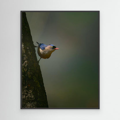 Peek a boo by Puneet Sikand