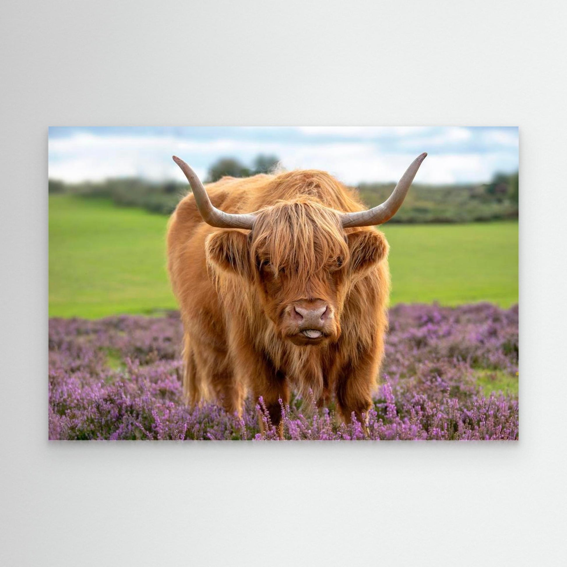 Highland by Jacky Parker
