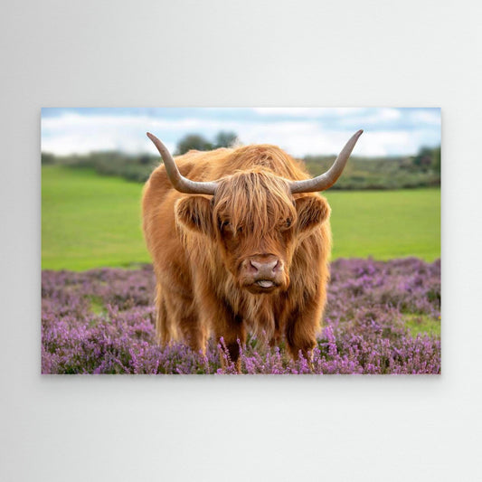 Highland by Jacky Parker