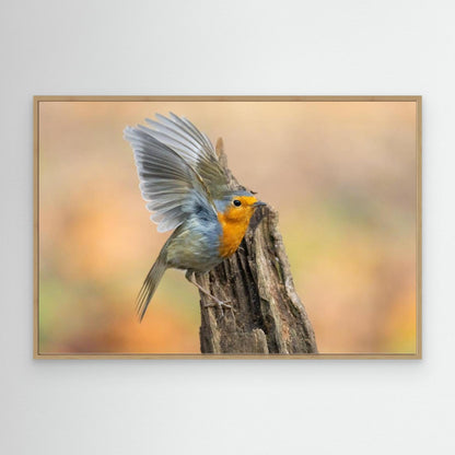 Open Wings by Massimo Chiodini