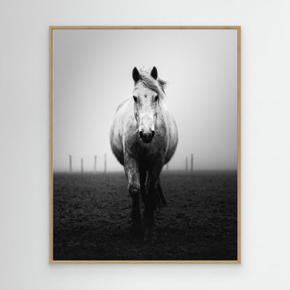 Confidence by Christophe Staelens