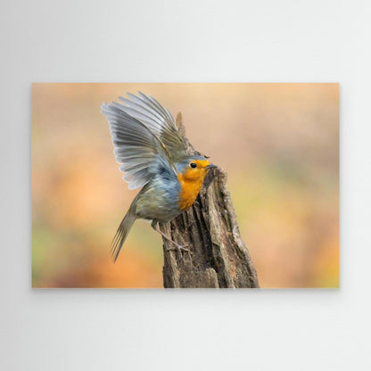 Open Wings by Massimo Chiodini