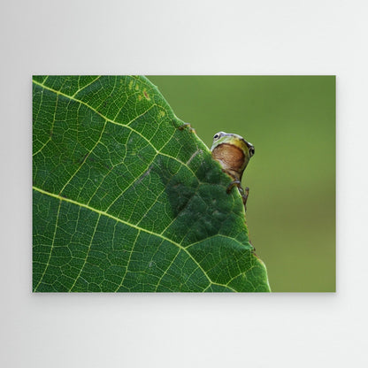 Peek A Boo! by Savas Sener