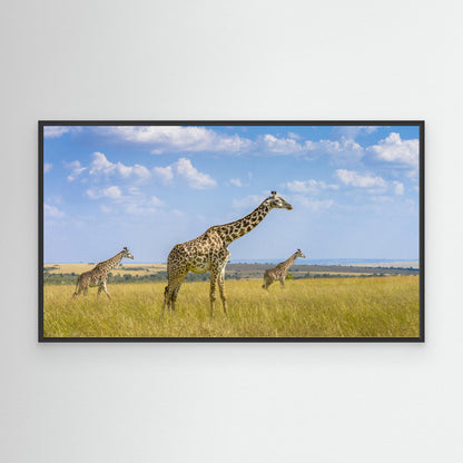 Trio Giraffes by Husain Alfraid