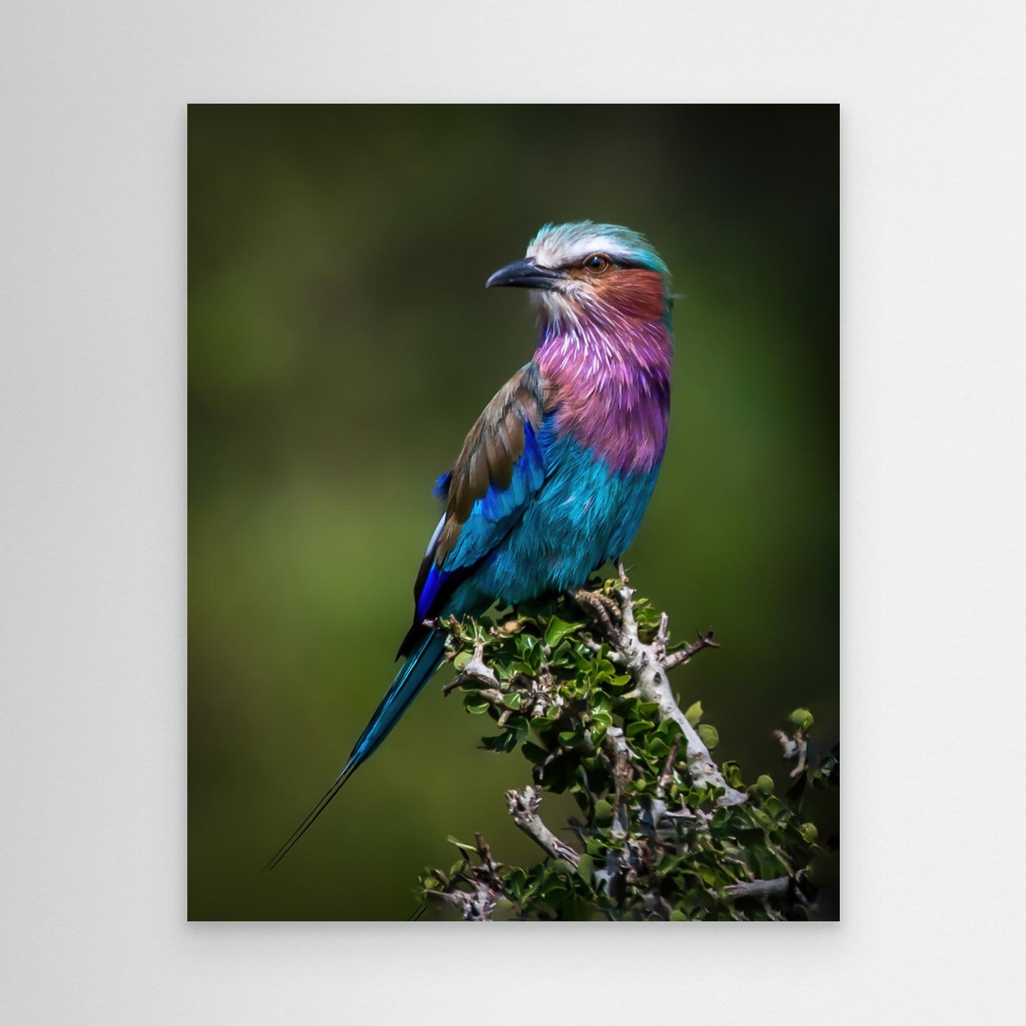 Colorful Rollin' by Amro