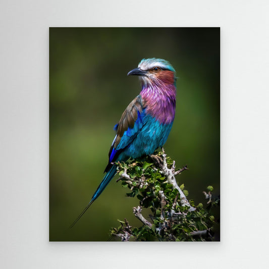 Colorful Rollin' by Amro