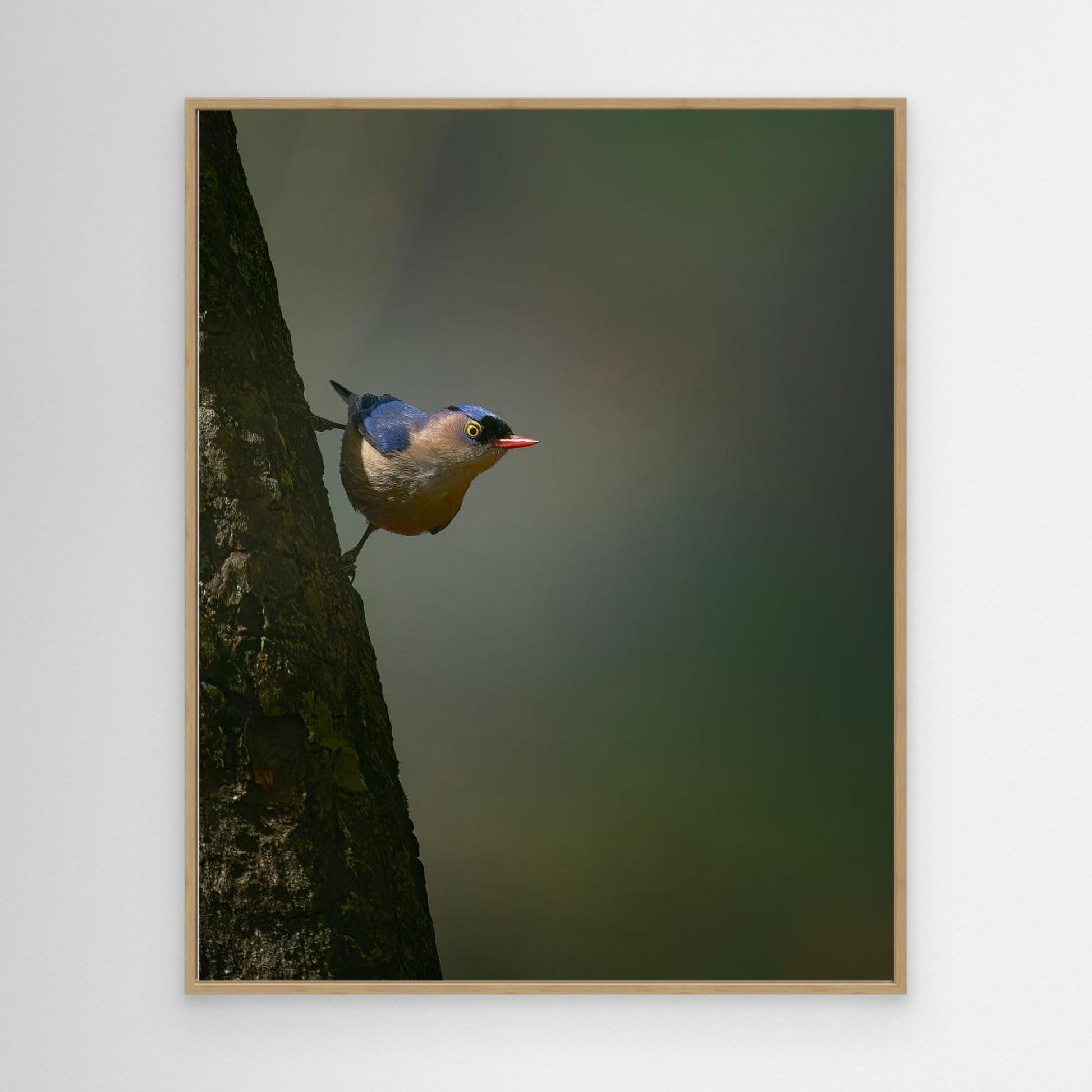 Peek a boo by Puneet Sikand