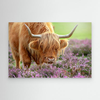 Highland in Heather by Jacky Parker