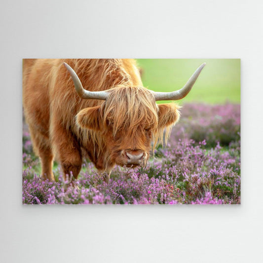 Highland in Heather by Jacky Parker