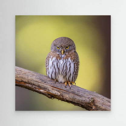 N/A by Taksing (吉星高照)