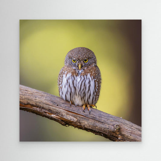 N/A by Taksing (吉星高照)